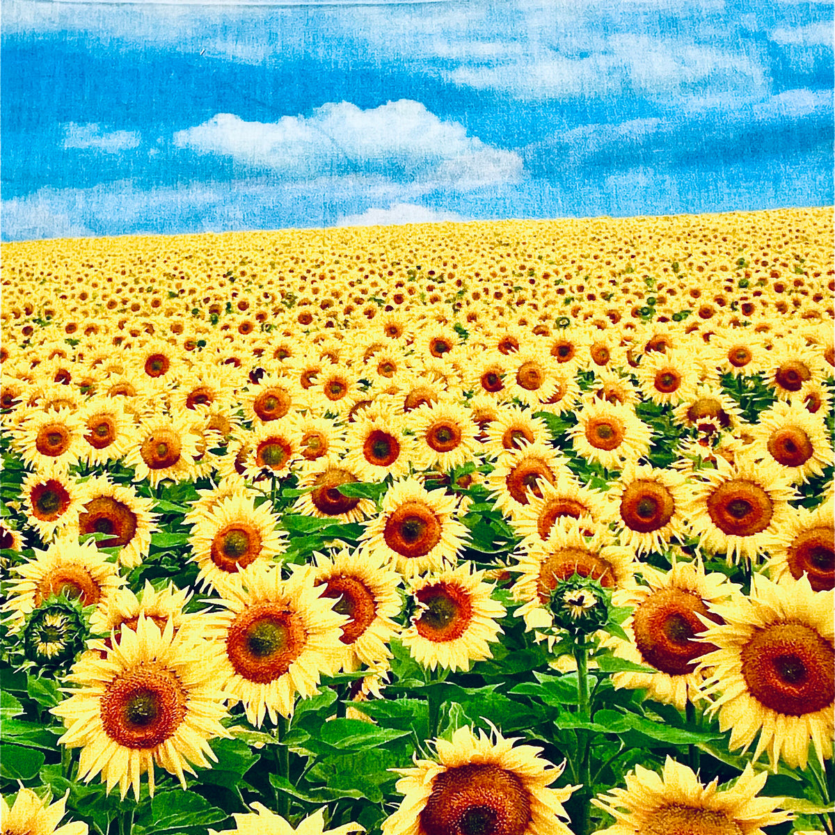sunflower 2本 51DvOQM2GBL._UF350,350_QL50_.jpg