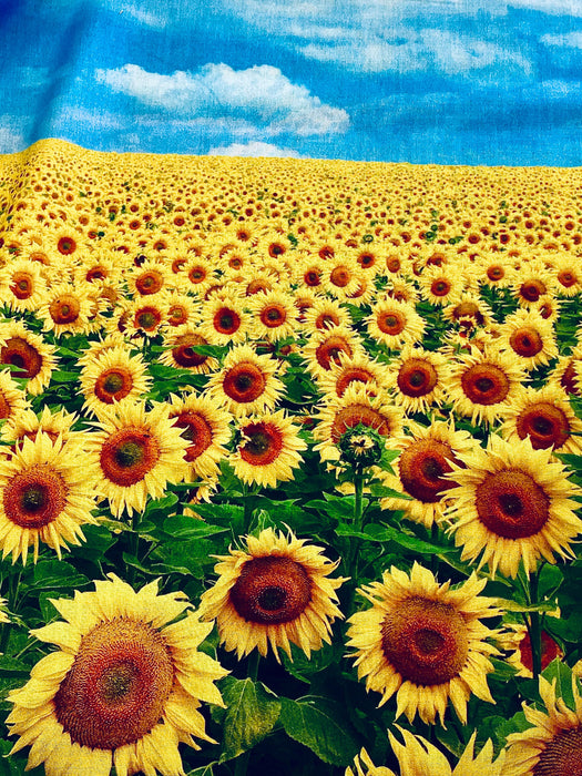 Sunflower field blue sky valley digital print panel 36x42